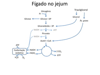 Fígado no jejum
Glicose—6P
Acetil—CoA
2 CO2
Piruvato
NADH
NADH
FADH2
Glicogênio
Glicose
Gliceraldeído—3P
Ác. graxo
Fosforilação
oxidativa
ATP
O2
H2O
GTP
Glicerol
Pi
Triacilglicerol
NADH ATP
 