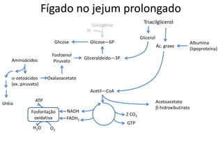 Fígado no jejum prolongado
Glicose—6P
Acetil—CoA
2 CO2
NADH
FADH2
Glicogênio
Glicose
Gliceraldeído—3P
Ác. graxo
Fosforilação
oxidativa
ATP
O2
H2O
GTP
Glicerol
Pi
Triacilglicerol
Aminoácidos
Fosfoenol
Piruvato
Oxalaoacetato
a-cetoácidos
(ex.:piruvato)
Uréia
Albumina
(lipoproteína)
Acetoacetato
b-hidroxibutirato
 