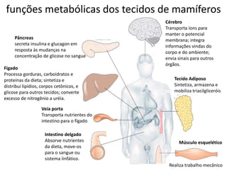 funções metabólicas dos tecidos de mamíferos
Cérebro
Transporta íons para
manter o potencial
membrana; integra
informações vindas do
corpo e do ambiente;
envia sinais para outros
órgãos.
Tecido Adiposo
Sintetiza, armazena e
mobiliza triacilgliceróis
Músculo esquelético
Realiza trabalho mecânico
Intestino delgado
Absorve nutrientes
da dieta, move-os
para o sangue ou
sistema linfático.
Veia porta
Transporta nutrientes do
intestino para o fígado
Fígado
Processa gorduras, carboidratos e
proteínas da dieta; sintetiza e
distribui lipídios, corpos cetônicos, e
glicose para outros tecidos; converte
excesso de nitrogênio a uréia.
Pâncreas
secreta insulina e glucagon em
resposta às mudanças na
concentração de glicose no sangue
 