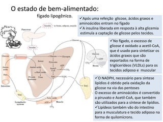 O estado de bem-alimentado:
fígado lipogênico. Após uma refeição glicose, ácidos graxos e
aminoácidos entram no fígado
A insulina liberada em resposta à alta glicemia
estimula a captação de glicose pelos tecidos.
No fígado, o excesso de
glicose é oxidado a acetil-CoA,
que é usado para sintetizar os
ácidos graxos que são
exportados na forma de
triglicerídeos (VLDLs) para os
tecidos adiposo e muscular
O NADPH, necessário para síntese
lipídios é obtido pela oxidação da
glicose na via das pentoses
O excesso de aminoácidos é convertido
a piruvato e Acetil-CoA, que também
são utilizados para a síntese de lipídios.
Lipídeos também vão do intestino
para a musculatura e tecido adiposo na
forma de quilomícrons.
 