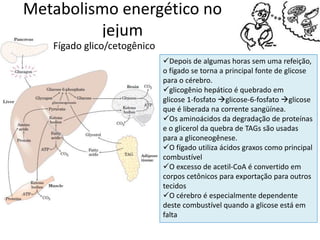 Metabolismo energético no
jejum
Depois de algumas horas sem uma refeição,
o fígado se torna a principal fonte de glicose
para o cérebro.
glicogênio hepático é quebrado em
glicose 1-fosfato glicose-6-fosfato glicose
que é liberada na corrente sangüínea.
Os aminoácidos da degradação de proteínas
e o glicerol da quebra de TAGs são usadas
para a gliconeogênese.
O fígado utiliza ácidos graxos como principal
combustível
O excesso de acetil-CoA é convertido em
corpos cetônicos para exportação para outros
tecidos
O cérebro é especialmente dependente
deste combustível quando a glicose está em
falta
Fígado glico/cetogênico
 
