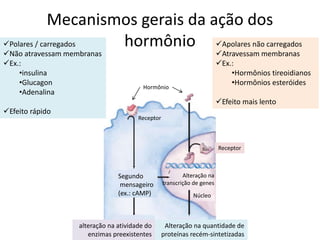 Mecanismos gerais da ação dos
hormônio
Receptor
Receptor
Núcleo
Alteração na
transcrição de genes
Alteração na quantidade de
proteínas recém-sintetizadas
alteração na atividade do
enzimas preexistentes
Segundo
mensageiro
(ex.: cAMP)
Hormônio
Polares / carregados
Não atravessam membranas
Ex.:
•insulina
•Glucagon
•Adenalina
Efeito rápido
Apolares não carregados
Atravessam membranas
Ex.:
•Hormônios tireoidianos
•Hormônios esteróides
Efeito mais lento
 