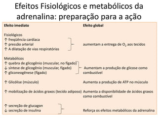 Efeitos Fisiológicos e metabólicos da
adrenalina: preparação para a ação
Efeito imediato Efeito global
Fisiológicos
↑ freqüência cardíaca
↑ pressão arterial aumentam a entrega de O2 aos tecidos
↑ A dilatação de vias respiratórias
Metabólicos
↑ quebra de glicogênio (muscular, no fígado)
↓ síntese de glicogênio (muscular, fígado) Aumentam a produção de glicose como
↑ gliconeogênese (fígado) combustível
↑ Glicólise (músculo) Aumenta a produção de ATP no músculo
↑ mobilização de ácidos graxos (tecido adiposo) Aumenta a disponibilidade de ácidos graxos
como combustível
↑ secreção de glucagon
↓ secreção de insulina Reforça os efeitos metabólicos da adrenalina
 