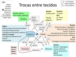 Digere
Polissacarídeosmonossacarídeos
Proteínasaminoácidas
Triacilglicerolác graxo e glicerol
Libera no sangue
Triacilglicerol (Quilomicron)
Glicose
Aminoácidos
Recebe
glicose
Libera
lactato
Recebe glicose
e/ou corpos cetônicos
Recebe
Glicose  glicogênio
Corpos cetônicos
TAG do quilomícron
Libera
Aminoácidos
Recebe
ácidos graxos
Sintetiza
ác graxo
Doa
ác. Graxo
glicerol
Recebe
Glicose da dieta  glicogênio
Glicose da dieta  lipídeo
Lactato  glicose
Aminoácidos do músculo  glicose
Ácidos graxos do TA  corpos cetônicos
Doa
Glicose
Triacilglicerol (Lipoproteína-VLDL)
Trocas entre tecidos
Cérebro
Tecido
adiposo
Hemácias Músculo
Fígado
Intestino
Fígado
Cérebro
Intestino
Músculos
Hemácias
Tec. adiposo
Corpo Todo
lactato
glicose
glicose
glicose
VLDL
Ác. Graxo
glicerol
quilomícron
glicose c.c.
a. ác.
a. ác. – aminoácidos
c.c – corpos cetônicos
T.A. – Tecido adiposo
glicose
corpos
cetônicos
quilomícron
OBS:
 