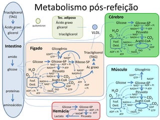 Metabolismo pós-refeição
VLDL
quilomícron
Músculo
Glicose Glicose-6P
Piruvato
NADH ATP
NAD+ ADP + Pi
Lactato
Hemácia
Ácido graxo
glicerol
triacilglicerol
Tec. adiposo
Intestino
amido
glicose
proteínas
aminoácidos
Ácido graxo
glicerol
+
Triacilglicerol
(TAG)
Glicose
Glicogênio
Glicose-6P
Acetil-CoA
NADH
Fosf.
Oxid.
ADP + Pi
ATP
O2
Ribose-5P
Ác graxo
Triacilglicerol
(TAG)
ATP
NADPH
NADP+
ADP
+ Pi
NADP+
H2O Piruvato
NADH
NADH ATP
GDP
GTP
FADH2
FAD
NAD+
NAD+
CO2
NAD+ ADP + Pi
CO2
GDP
GTP
Fígado
Cérebro
Glicose Glicose-6P
Acetil-CoA
NADH
Fosf.
Oxid.
ADP + Pi
ATP
O2
H2O Piruvato
NADH
NADH ATP
GDP
FADH2
FAD
NAD+
NAD+
NAD+ ADP + Pi
CO2
Glicose
Glicogênio
Glicose-6P
Acetil-CoA
NADH
Fosf.
Oxid.
ADP + Pi
ATP
O2
NADP+
H2O Piruvato
NADH
NADH ATP
GDP
GTP
FADH2
FAD
NAD+
NAD+
CO2
NAD+ ADP + Pi
CO2
GDP
GTP
 