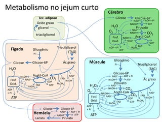 Metabolismo no jejum curto
Glicose Glicose-6P
Piruvato
NADH ATP
NAD+ ADP + Pi
Lactato
Hemácia
Ácido graxo
glicerol
triacilglicerol
Tec. adiposo
Glicose
Glicogênio
Glicose-6P
Acetil-CoA
NADH
Fosf.
Oxid.
ATP
H2O
GDP
GTP
FADH2
FAD
NAD+ CO2
Fígado
Cérebro
Glicose Glicose-6P
Acetil-CoA
NADH
Fosf.
Oxid.
ADP + Pi
ATP
O2
H2O Piruvato
NADH
NADH ATP
GDP
FADH2
FAD
NAD+
NAD+
NAD+ ADP + Pi
CO2
Pi
FADH2
FAD
NADH
NAD+
ADP
+ Pi
Músculo
Acetil-CoA
Piruvato
NADH
NADH ATP
GDP
GTP
FADH2
FAD
NAD+
CO2
NAD+ ADP + Pi
CO2
Glicogênio
Glicose-6P
Pi Triacilglicerol
(TAG)
FADH2
FAD
NADH
NAD+
Ác graxo
NADH
Fosf.
Oxid.
O2
H2O
NAD+
ATP
ADP
+ Pi
Triacilglicerol
(TAG)
Ác graxo
 