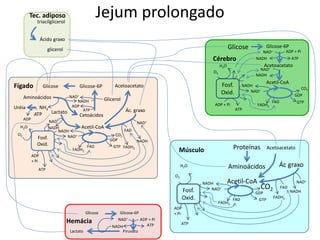 Jejum prolongado
Glicose Glicose-6P
Acetil-CoA
NADH
ATP
H2O
GDP
GTP
FADH2
FAD
NAD+ CO2
Fígado
FADH2
FAD
NADH
NAD+
ADP
+ Pi
Ác. graxo
Acetoacetato
Lactato
Cetoácidos
NADH
NAD+
ADP
ATP
Aminoácidos
O2
Glicerol
NH3
Uréia
ADP
ATP
NAD+
NADH
Fosf.
Oxid.
Músculo
Acetil-CoA
GDP
GTP
FADH2
FAD
CO2
FADH2
FAD
NADH
NAD+
Ác graxo
NADH
Fosf.
Oxid.
O2
H2O
NAD+
ATP
ADP
+ Pi
Proteínas
Aminoácidos
Cérebro
Acetil-CoA
NADH
Fosf.
Oxid.
ADP + Pi
ATP
O2
H2O
GDP
FADH2
FAD
NAD+
Ácido graxo
glicerol
triacilglicerol
Tec. adiposo
Glicose Glicose-6P
Piruvato
NADH ATP
NAD+ ADP + Pi
Lactato
Hemácia
Acetoacetato
Acetoacetato
CO2
GTP
Glicose Glicose-6P
NADH ATP
NAD+ ADP + Pi
NADH
NAD+
 