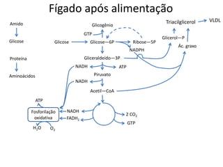 Fígado após alimentação
Amido
Glicose Glicose—6P
Acetil—CoA
2 CO2
Piruvato
NADH
NADH
FADH2
Ribose—5P
Glicogênio
Glicose
Gliceraldeído—3P
NADPH
Ác. graxo
Fosforilação
oxidativa
ATP
O2
H2O
GTP
Glicerol—P
GTP
Triacilglicerol
Proteína
Aminoácidos
NADH ATP
VLDL
 