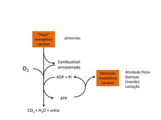 “Input”
energético
variável
CO2 + H2O + uréia
ATP
ADP + Pi
Demanda
metabólica
variável
Combustível
armazenado
O2
alimentos
Atividade física
Doenças
Gravidez
Lactação
 