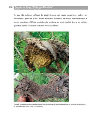 116__Apostila do Curso “Cultura da Mandioca”
_17 a 21 de novembro de 2014 / Castanhal, PA
2), que são sintomas reflexos do apodrecimento das raízes, geralmente podem ser
observados a partir de 2 ou 3 meses de intensa ocorrência de chuvas. Costumam levar a
perdas superiores a 50% da produção, não sendo rara a perda total da área a ser colhida,
quando o plantio é feito com cultivares muito suscetíveis.
Figura 1. Raízes de mandioca apresentando total desintegração dos tecidos de reserva, sintoma característico
da podridão-mole. Foto: Célia R. Tremacoldi.
 