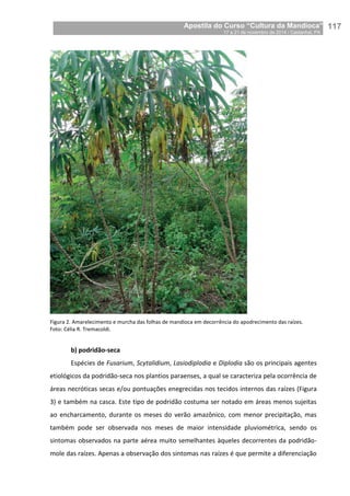 Apostila do Curso “Cultura da Mandioca”
17 a 21 de novembro de 2014 / Castanhal, PA_
_117
Figura 2. Amarelecimento e murcha das folhas de mandioca em decorrência do apodrecimento das raízes.
Foto: Célia R. Tremacoldi.
b) podridão-seca
Espécies de Fusarium, Scytalidium, Lasiodiplodia e Diplodia são os principais agentes
etiológicos da podridão-seca nos plantios paraenses, a qual se caracteriza pela ocorrência de
áreas necróticas secas e/ou pontuações enegrecidas nos tecidos internos das raízes (Figura
3) e também na casca. Este tipo de podridão costuma ser notado em áreas menos sujeitas
ao encharcamento, durante os meses do verão amazônico, com menor precipitação, mas
também pode ser observada nos meses de maior intensidade pluviométrica, sendo os
sintomas observados na parte aérea muito semelhantes àqueles decorrentes da podridão-
mole das raízes. Apenas a observação dos sintomas nas raízes é que permite a diferenciação
 