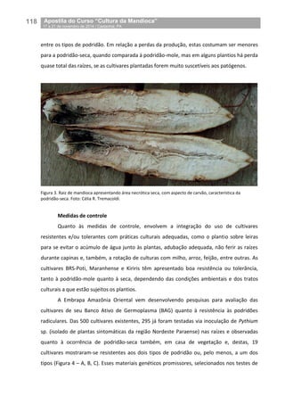 118__Apostila do Curso “Cultura da Mandioca”
_17 a 21 de novembro de 2014 / Castanhal, PA
entre os tipos de podridão. Em relação a perdas da produção, estas costumam ser menores
para a podridão-seca, quando comparada à podridão-mole, mas em alguns plantios há perda
quase total das raízes, se as cultivares plantadas forem muito suscetíveis aos patógenos.
Figura 3. Raiz de mandioca apresentando área necrótica seca, com aspecto de carvão, característica da
podridão-seca. Foto: Célia R. Tremacoldi.
Medidas de controle
Quanto às medidas de controle, envolvem a integração do uso de cultivares
resistentes e/ou tolerantes com práticas culturais adequadas, como o plantio sobre leiras
para se evitar o acúmulo de água junto às plantas, adubação adequada, não ferir as raízes
durante capinas e, também, a rotação de culturas com milho, arroz, feijão, entre outras. As
cultivares BRS-Poti, Maranhense e Kiriris têm apresentado boa resistência ou tolerância,
tanto à podridão-mole quanto à seca, dependendo das condições ambientais e dos tratos
culturais a que estão sujeitos os plantios.
A Embrapa Amazônia Oriental vem desenvolvendo pesquisas para avaliação das
cultivares de seu Banco Ativo de Germoplasma (BAG) quanto à resistência às podridões
radiculares. Das 500 cultivares existentes, 295 já foram testadas via inoculação de Pythium
sp. (isolado de plantas sintomáticas da região Nordeste Paraense) nas raízes e observadas
quanto à ocorrência de podridão-seca também, em casa de vegetação e, destas, 19
cultivares mostraram-se resistentes aos dois tipos de podridão ou, pelo menos, a um dos
tipos (Figura 4 – A, B, C). Esses materiais genéticos promissores, selecionados nos testes de
 