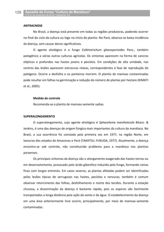 120__Apostila do Curso “Cultura da Mandioca”
_17 a 21 de novembro de 2014 / Castanhal, PA
ANTRACNOSE
No Brasil, a doença está presente em todas as regiões produtoras, podendo ocorrer
no final do ciclo da cultura ou logo no início do plantio. No Pará, observa-se baixa incidência
da doença, sem causar danos significativos.
O agente etiológico é o fungo Colletotrichum gloeosporioides Penz., também
patogênico a várias outras culturas agrícolas. Os sintomas aparecem na forma de cancros
elípticos e profundos nas hastes jovens e pecíolos. Em condições de alta umidade, nos
centros das lesões aparecem estruturas róseas, correspondentes à fase de reprodução do
patógeno. Ocorre a desfolha e os ponteiros morrem. O plantio de manivas contaminadas
pode resultar em falhas na germinação e redução do número de plantas por hectare (KIMATI
et al., 2005).
Medida de controle
Recomenda-se o plantio de manivas-semente sadias.
SUPERALONGAMENTO
O superalongamento, cujo agente etiológico é Sphaceloma manihoticola Bitanc. &
Jenkins, é uma das doenças de origem fúngica mais importantes da cultura da mandioca. No
Brasil, a sua ocorrência foi constada pela primeira vez em 1977, na região Norte, em
lavouras dos estados do Amazonas e Pará (TAKATSU; FUKUDA, 1977). Atualmente, a doença
encontra-se sob controle, não constituindo problema para a mandioca nos plantios
paraenses.
Os principais sintomas da doença são o alongamento exagerado das hastes tenras ou
em desenvolvimento, provocado pelo ácido giberélico induzido pelo fungo, formando ramas
finas com longos entrenós. Em casos severos, as plantas afetadas podem ser identificadas
pelas lesões típicas de verrugoses nas hastes, pecíolos e nervuras; também é comum
observar retorcimento das folhas, desfolhamento e morte dos tecidos. Durante a estação
chuvosa, a disseminação da doença é bastante rápida, pois os esporos são facilmente
transportados a longa distância pela ação do vento e da água. O estabelecimento da doença
em uma área anteriormente livre ocorre, principalmente, por meio de manivas-semente
contaminadas.
 