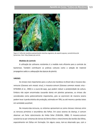 Apostila do Curso “Cultura da Mandioca”
17 a 21 de novembro de 2014 / Castanhal, PA_
_123
Figura 5. Folha de mandioca apresentando manchas angulares, de aspecto aquoso, características de
bacteriose. Foto: http://www.cpt.com.br.
Medidas de controle
A utilização de cultivares resistentes é a medida mais eficiente para o controle da
bacteriose. Também contribuem as práticas culturais como a seleção de material
propagativo sadio e a adequação das épocas de plantio.
VIROSES
As viroses mais importantes para a cultura da mandioca no Brasil são o mosaico-das-
nervuras (Cassava vein mosaic virus), o mosaico-comum (Cassava common mosaic virus -
KITAJIMA et al., 1965) e a couro-de-sapo, que podem reduzir a produtividade da cultura.
Embora não sejam encontradas causando danos em plantios paraenses, as viroses são
consideradas como potencialmente importantes, pois se ocorrerem de maneira severa
podem levar à perda drástica de produção, estimada em 70%, ou até mesmo a perdas totais
em variedade suscetível.
No mosaico-das-nervuras, os sintomas apresentam-se como cloroses intensas entre
as nervuras primárias e secundárias das folhas. Em casos severos da doença, é comum
observar um forte retorcimento do limbo foliar (FUKUDA, 1986). O mosaico-comum
caracteriza-se por sintomas de clorose da lâmina foliar e retorcimento dos bordos das folhas,
especialmente em folhas em formação. Em alguns casos, tem-se observado que, com o
 