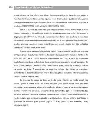 128__Apostila do Curso “Cultura da Mandioca”
_17 a 21 de novembro de 2014 / Castanhal, PA
grande número na face inferior das folhas. Os sintomas típicos do dano são pontuações e
manchas cloróticas, morte das gemas, algumas vezes deformações e queda das folhas, como
consequência ocorre redução da área foliar e taxa fotossintética, ocasionando prejuízos à
produção (FLECHTMANN, 1989; MORAES; FLECHTMANN, 2008).
Dentre as espécies de ácaros fitófagos associadas com a cultura da mandioca, as mais
comuns e causadoras de problemas pertencem aos gêneros Mononychellus, Tetranychus e
Oligonychus (BELLOTTI et al., 1983). Os ácaros mais importantes para a cultura da mandioca
no Brasil são o ácaro-verde (Mononychellus tanajoa) e o ácaro-rajado (Tetranychus urticae),
sendo a primeira espécie de maior importância, com a qual estudos têm sido realizados
visando seu controle (NORONHA, 2001).
O ácaro-verde Mononychellus tanajoa (Acari: Tetranychidae) é considerado uma das
principais pragas da cultura da mandioca. Esse ácaro é provavelmente nativo do Nordeste do
Brasil (BELLOTTI et al., 1999), descrito originalmente em 1938, a partir de espécimes
coletados em mandioca no Estado da Bahia, encontrando-se presente em várias regiões do
Brasil (ALBUQUERQUE; CARDOSO 1980; FLECHTMANN, 1989), sendo de ocorrência comum
na região Nordeste. É encontrado na superfície inferior das folhas de mandioca,
alimentando-se do conteúdo celular, através da introdução do estilete no interior das células
(MORAES; FLECHTMANN, 2008).
Os sintomas do ataque do ácaro-verde são mais evidentes na região apical, nos
brotos, gemas e folhas novas. Os danos causados pelo ácaro iniciam com pequenas
pontuações amareladas que afetam a formação das folhas, as quais se tornam reduzidas em
plantas severamente atacadas, apresentando-se deformadas; com o encurtamento dos
entrenós, as hastes tornam-se ásperas e de cor marrom, podendo haver o desfolhamento e
morte do ápice dos ramos com redução na produtividade, além de afetar a quantidade e
qualidade de material para plantio (Figuras 2 e 3) (MORAES; FLECHTMANN, 2008;
NORONHA, 2001).
 