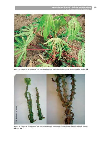 Apostila do Curso “Cultura da Mandioca”
17 a 21 de novembro de 2014 / Castanhal, PA_
_129
Figura 2. Ataque de ácaro-verde com folhas deformadas e apresentando pontuações amareladas. Belém, PA.
Figura 3. Ataque de ácaro-verde com encurtamento dos entrenós e hastes ásperas e de cor marrom. Ilha de
Marajó, PA.
 