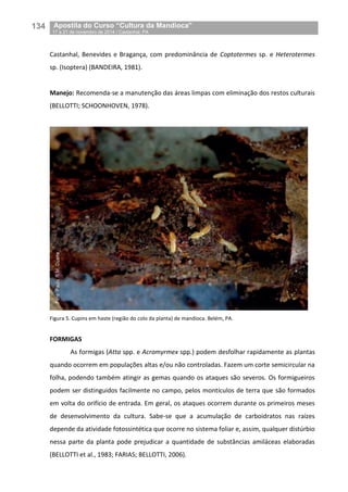 134__Apostila do Curso “Cultura da Mandioca”
_17 a 21 de novembro de 2014 / Castanhal, PA
Castanhal, Benevides e Bragança, com predominância de Coptotermes sp. e Heterotermes
sp. (Isoptera) (BANDEIRA, 1981).
Manejo: Recomenda-se a manutenção das áreas limpas com eliminação dos restos culturais
(BELLOTTI; SCHOONHOVEN, 1978).
Figura 5. Cupins em haste (região do colo da planta) de mandioca. Belém, PA.
FORMIGAS
As formigas (Atta spp. e Acromyrmex spp.) podem desfolhar rapidamente as plantas
quando ocorrem em populações altas e/ou não controladas. Fazem um corte semicircular na
folha, podendo também atingir as gemas quando os ataques são severos. Os formigueiros
podem ser distinguidos facilmente no campo, pelos montículos de terra que são formados
em volta do orifício de entrada. Em geral, os ataques ocorrem durante os primeiros meses
de desenvolvimento da cultura. Sabe-se que a acumulação de carboidratos nas raízes
depende da atividade fotossintética que ocorre no sistema foliar e, assim, qualquer distúrbio
nessa parte da planta pode prejudicar a quantidade de substâncias amiláceas elaboradas
(BELLOTTI et al., 1983; FARIAS; BELLOTTI, 2006).
 