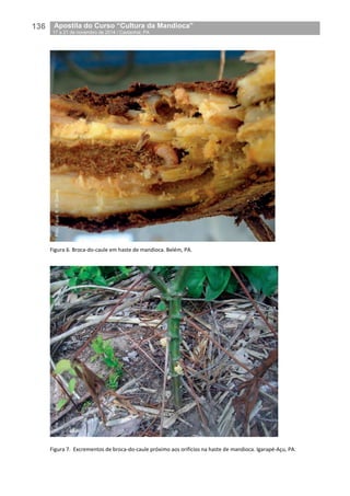 136__Apostila do Curso “Cultura da Mandioca”
_17 a 21 de novembro de 2014 / Castanhal, PA
Figura 6. Broca-do-caule em haste de mandioca. Belém, PA.
Figura 7. Excrementos de broca-do-caule próximo aos orifícios na haste de mandioca. Igarapé-Açu, PA.
 