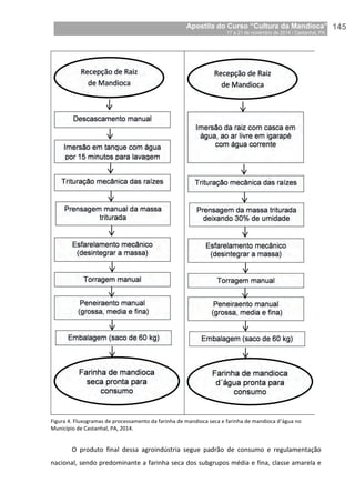 Apostila do Curso “Cultura da Mandioca”
17 a 21 de novembro de 2014 / Castanhal, PA_
_145
Figura 4. Fluxogramas de processamento da farinha de mandioca seca e farinha de mandioca d’água no
Município de Castanhal, PA, 2014.
O produto final dessa agroindústria segue padrão de consumo e regulamentação
nacional, sendo predominante a farinha seca dos subgrupos média e fina, classe amarela e
 