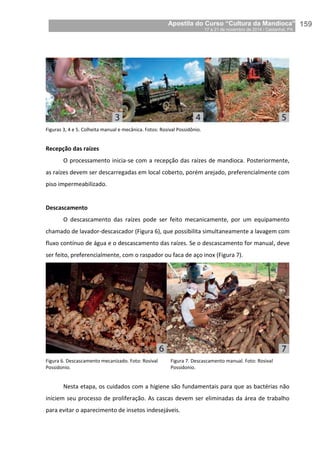 Apostila do Curso “Cultura da Mandioca”
17 a 21 de novembro de 2014 / Castanhal, PA_
_159
Figuras 3, 4 e 5. Colheita manual e mecânica. Fotos: Rosival Possidônio.
Recepção das raízes
O processamento inicia-se com a recepção das raízes de mandioca. Posteriormente,
as raízes devem ser descarregadas em local coberto, porém arejado, preferencialmente com
piso impermeabilizado.
Descascamento
O descascamento das raízes pode ser feito mecanicamente, por um equipamento
chamado de lavador-descascador (Figura 6), que possibilita simultaneamente a lavagem com
fluxo contínuo de água e o descascamento das raízes. Se o descascamento for manual, deve
ser feito, preferencialmente, com o raspador ou faca de aço inox (Figura 7).
Figura 6. Descascamento mecanizado. Foto: Rosival
Possidonio.
Figura 7. Descascamento manual. Foto: Rosival
Possidonio.
Nesta etapa, os cuidados com a higiene são fundamentais para que as bactérias não
iniciem seu processo de proliferação. As cascas devem ser eliminadas da área de trabalho
para evitar o aparecimento de insetos indesejáveis.
 