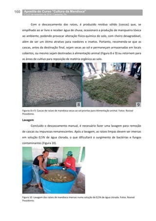 160__Apostila do Curso “Cultura da Mandioca”
_17 a 21 de novembro de 2014 / Castanhal, PA
Com o descascamento das raízes, é produzido resíduo sólido (cascas) que, se
empilhado ao ar livre e receber água de chuva, ocasionará a produção de manipueira tóxica
ao ambiente, podendo provocar alteração físico-química do solo, com cheiro desagradável,
além de ser um ótimo atrativo para roedores e insetos. Portanto, recomenda-se que as
cascas, antes da destinação final, sejam secas ao sol e permaneçam armazenadas em locais
cobertos, ou mesmo sejam destinadas à alimentação animal (Figura 8 e 9) ou retornem para
as áreas de cultivo para reposição de matéria orgânica ao solo.
Figuras 8 e 9. Cascas de raízes de mandioca secas ao sol prontas para Alimentação animal. Fotos: Rosival
Possidonio.
Lavagem
Concluído o descascamento manual, é necessário fazer uma lavagem para remoção
de cascas ou impurezas remanescentes. Após a lavagem, as raízes limpas devem ser imersas
em solução 0,5% de água clorada, o que dificultará o surgimento de bactérias e fungos
contaminantes (Figura 10).
Figura 10. Lavagem das raízes de mandioca imersas numa solução de 0,5% de água clorada. Fotos: Rosival
Possidonio.
 