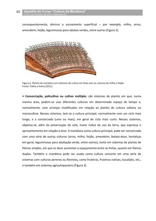 40__Apostila do Curso “Cultura da Mandioca”
_17 a 21 de novembro de 2014 / Castanhal, PA
consequentemente, diminui o escoamento superficial – por exemplo, milho, arroz,
amendoim, feijão, leguminosas para adubos verdes, entre outras (Figura 2).
Figura 2. Plantio de mandioca em sistemas de cultivo em faixa com as culturas de milho e feijão.
Fonte: Fialho e Vieira (2011).
• Consorciação, policultivo ou cultivo múltiplo: são sistemas de plantio em que, numa
mesma área, podem-se usar diferentes culturas em determinado espaço de tempo e,
normalmente, com arranjos modificados em relação ao plantio de cultura solteira ou
monocultivo. Nesses sistemas, tem-se a cultura principal, normalmente com um ciclo mais
longo, e a consorciada (uma ou mais), em geral de ciclo mais curto. Nesses sistemas,
objetiva-se, além da preservação do solo, maior índice de uso da terra, que expressa o
aproveitamento em relação à área. A mandioca como cultura principal, pode ser consorciada
com uma série de outras culturas (arroz, milho, feijão, amendoim, batata-doce, hortaliças
em geral, leguminosas para adubação verde, entre outras), tanto em sistemas de plantio de
fileiras simples, em que se deve aumentar o espaçamento entre as linhas, quanto em fileiras
duplas. Também a mandioca pode ser usada como cultura consorte em uma série de
sistemas com culturas perenes ou florestas, como fruteiras, fruteiras nativas, eucalipto, etc.,
e também em sistemas agrosilvipastoris (Figura 3).
 