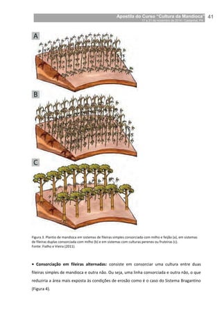 Apostila do Curso “Cultura da Mandioca”
17 a 21 de novembro de 2014 / Castanhal, PA_
_41
Figura 3. Plantio de mandioca em sistemas de fileiras simples consorciada com milho e feijão (a), em sistemas
de fileiras duplas consorciada com milho (b) e em sistemas com culturas perenes ou fruteiras (c).
Fonte: Fialho e Vieira (2011).
• Consorciação em fileiras alternadas: consiste em consorciar uma cultura entre duas
fileiras simples de mandioca e outra não. Ou seja, uma linha consorciada e outra não, o que
reduziria a área mais exposta às condições de erosão como é o caso do Sistema Bragantino
(Figura 4).
 