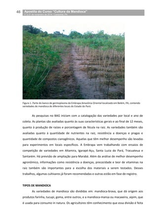 46__Apostila do Curso “Cultura da Mandioca”
_17 a 21 de novembro de 2014 / Castanhal, PA
Figura 1. Parte do banco de germoplasma da Embrapa Amazônia Oriental localizado em Belém, PA, contendo
variedades de mandioca de diferentes locais do Estado do Pará.
As pesquisas no BAG iniciam com a catalogação das variedades por local e ano de
coleta. As plantas são avaliadas quanto às suas características gerais e ao final de 12 meses,
quanto à produção de raízes e porcentagem de fécula na raiz. As variedades também são
avaliadas quanto à quantidade de nutrientes na raiz, resistência a doenças e pragas e
quantidade de compostos cianogênicos. Aquelas que têm melhor desempenho são levadas
para experimentos em locais específicos. A Embrapa vem trabalhando com ensaios de
competição de variedades em Altamira, Igarapé-Açu, Santa Luzia do Pará, Tracuateua e
Santarém. Há previsão de ampliação para Marabá. Além da análise de melhor desempenho
agronômico, informações como resistência a doenças, precocidade e teor de vitaminas na
raiz também são importantes para a escolha dos materiais a serem testados. Desses
trabalhos, algumas cultivares já foram recomendadas e outras estão em fase de registro.
TIPOS DE MANDIOCA
As variedades de mandioca são divididas em: mandioca-brava, que dá origem aos
produtos farinha, tucupi, goma, entre outros, e a mandioca-mansa ou macaxeira, aipim, que
é usada para consumo in natura. Os agricultores têm conhecimento que essa divisão é feita
 