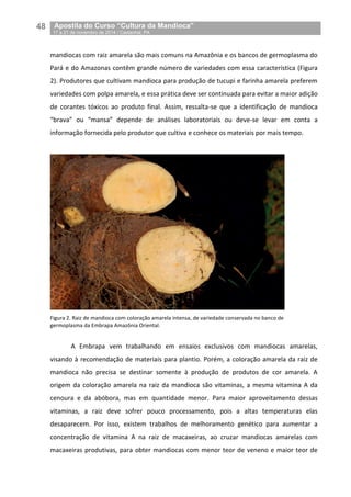 48__Apostila do Curso “Cultura da Mandioca”
_17 a 21 de novembro de 2014 / Castanhal, PA
mandiocas com raiz amarela são mais comuns na Amazônia e os bancos de germoplasma do
Pará e do Amazonas contêm grande número de variedades com essa característica (Figura
2). Produtores que cultivam mandioca para produção de tucupi e farinha amarela preferem
variedades com polpa amarela, e essa prática deve ser continuada para evitar a maior adição
de corantes tóxicos ao produto final. Assim, ressalta-se que a identificação de mandioca
“brava” ou “mansa” depende de análises laboratoriais ou deve-se levar em conta a
informação fornecida pelo produtor que cultiva e conhece os materiais por mais tempo.
Figura 2. Raiz de mandioca com coloração amarela intensa, de variedade conservada no banco de
germoplasma da Embrapa Amazônia Oriental.
A Embrapa vem trabalhando em ensaios exclusivos com mandiocas amarelas,
visando à recomendação de materiais para plantio. Porém, a coloração amarela da raiz de
mandioca não precisa se destinar somente à produção de produtos de cor amarela. A
origem da coloração amarela na raiz da mandioca são vitaminas, a mesma vitamina A da
cenoura e da abóbora, mas em quantidade menor. Para maior aproveitamento dessas
vitaminas, a raiz deve sofrer pouco processamento, pois a altas temperaturas elas
desaparecem. Por isso, existem trabalhos de melhoramento genético para aumentar a
concentração de vitamina A na raiz de macaxeiras, ao cruzar mandiocas amarelas com
macaxeiras produtivas, para obter mandiocas com menor teor de veneno e maior teor de
 