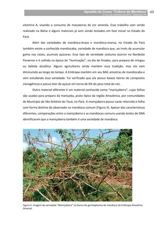 Apostila do Curso “Cultura da Mandioca”
17 a 21 de novembro de 2014 / Castanhal, PA_
_49
vitamina A, visando o consumo de macaxeiras de cor amarela. Esse trabalho vem sendo
realizado na Bahia e alguns materiais já vem sendo testados em fase inicial no Estado do
Pará.
Além das variedades de mandioca-brava e mandioca-mansa, no Estado do Pará
também existe a conhecida mandiocaba, variedade de mandioca que, ao invés de acumular
goma nas raízes, acumula açúcares. Esse tipo de variedade costuma ocorrer no Nordeste
Paraense e é colhida na época da “iluminação”, no dia de finados, para preparo de mingau
ou bebida alcoólica. Alguns agricultores ainda mantém essa tradição, mas ela vem
diminuindo ao longo do tempo. A Embrapa mantém em seu BAG amostras de mandiocaba e
vem estudando essa variedade. Foi verificado que ela possui baixos teores de compostos
cianogênicos e possui teor de açúcar em torno de 6% do peso total da raiz.
Outro material diferente é um material conhecido como “maniçobeira”, cujas folhas
são usadas para preparo da maniçoba, prato típico da região Amazônica, por comunidades
do Município de São Antônio do Tauá, no Pará. A maniçobeira possui caule retorcido e folha
com forma distinta do observado na mandioca comum (Figura 3). Apesar das características
diferentes, comparações entre a maniçobeira e as mandiocas comuns usando testes de DNA
identificaram que a maniçobeira também é uma variedade de mandioca.
Figura 3. Imagem da variedade “Maniçobeira” no banco de germoplasma de mandioca da Embrapa Amazônia
Oriental.
 