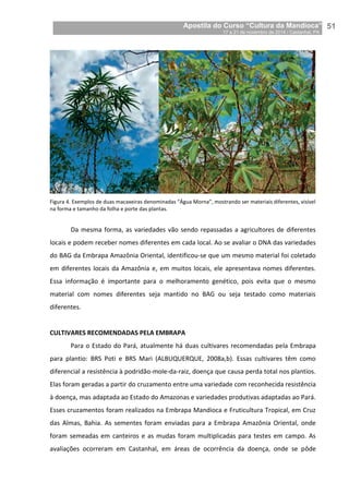 Apostila do Curso “Cultura da Mandioca”
17 a 21 de novembro de 2014 / Castanhal, PA_
_51
Figura 4. Exemplos de duas macaxeiras denominadas “Água Morna”, mostrando ser materiais diferentes, visível
na forma e tamanho da folha e porte das plantas.
Da mesma forma, as variedades vão sendo repassadas a agricultores de diferentes
locais e podem receber nomes diferentes em cada local. Ao se avaliar o DNA das variedades
do BAG da Embrapa Amazônia Oriental, identificou-se que um mesmo material foi coletado
em diferentes locais da Amazônia e, em muitos locais, ele apresentava nomes diferentes.
Essa informação é importante para o melhoramento genético, pois evita que o mesmo
material com nomes diferentes seja mantido no BAG ou seja testado como materiais
diferentes.
CULTIVARES RECOMENDADAS PELA EMBRAPA
Para o Estado do Pará, atualmente há duas cultivares recomendadas pela Embrapa
para plantio: BRS Poti e BRS Mari (ALBUQUERQUE, 2008a,b). Essas cultivares têm como
diferencial a resistência à podridão-mole-da-raiz, doença que causa perda total nos plantios.
Elas foram geradas a partir do cruzamento entre uma variedade com reconhecida resistência
à doença, mas adaptada ao Estado do Amazonas e variedades produtivas adaptadas ao Pará.
Esses cruzamentos foram realizados na Embrapa Mandioca e Fruticultura Tropical, em Cruz
das Almas, Bahia. As sementes foram enviadas para a Embrapa Amazônia Oriental, onde
foram semeadas em canteiros e as mudas foram multiplicadas para testes em campo. As
avaliações ocorreram em Castanhal, em áreas de ocorrência da doença, onde se pôde
 