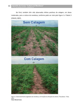 68__Apostila do Curso “Cultura da Mandioca”
_17 a 21 de novembro de 2014 / Castanhal, PA
No Pará, também têm sido observados efeitos positivos da calagem, em doses
moderadas, para a cultura da mandioca, conforme pode ser visto pela Figura 1 e Tabela 3
(CRAVO, 2007).
Figura 1. Desenvolvimento vegetativo da mandioca, em função da utilização de calcário. Tracuateua – Pará,
2012.
Fotos: Manoel Cravo.
 