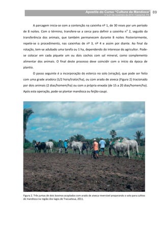 Apostila do Curso “Cultura da Mandioca”
17 a 21 de novembro de 2014 / Castanhal, PA_
_89
A parcagem inicia-se com a contenção na caixinha nº 1, de 30 reses por um período
de 8 noites. Com o término, transfere-se a cerca para definir a caixinha no
2, seguido da
transferência dos animais, que também permanecem durante 8 noites Posteriormente,
repete-se o procedimento, nas caixinhas de nº 3, nº 4 e assim por diante. Ao final da
rotação, tem-se adubado uma tarefa ou 1 ha, dependendo do interesse do agricultor. Pode-
se colocar em cada piquete um ou dois cochos com sal mineral, como complemento
alimentar dos animais. O final deste processo deve coincidir com o início da época de
plantio.
O passo seguinte é a incorporação do esterco no solo (viração), que pode ser feito
com uma grade aradora (1/2 hora/trator/ha), ou com arado de aiveca (Figura 2) tracionado
por dois animais (2 dias/homem/ha) ou com a própria enxada (de 15 a 20 dias/homem/ha).
Após esta operação, pode-se plantar mandioca ou feijão-caupi.
Figura 2. Três juntas de dois bovinos acoplados com arado de aiveca reversível preparando o solo para cultivo
de mandioca na região dos lagos de Tracuateua, 2011.
 