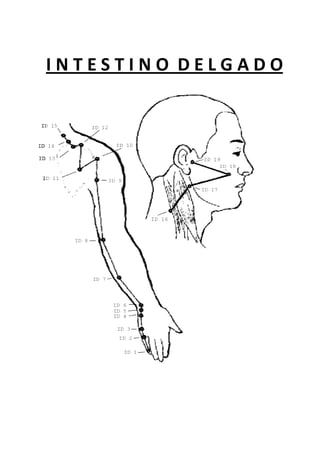 I N T E S T I N O D E L G A D O
 