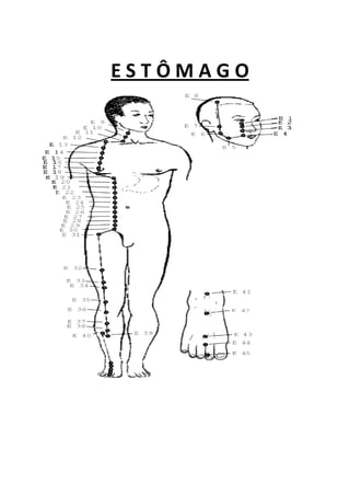 E S T Ô M A G O
 