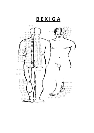 B E X I G A
 