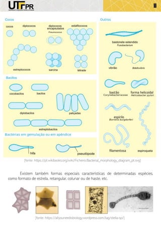 11
Existem também formas especiais características de determinadas espécies,
como formato de estrela, retangular, colunar ou de haste, etc.
[fonte: https://pt.wikibooks.org/wiki/Ficheiro:Bacterial_morphology_diagram_pt.svg]
[fonte: https://allyouneedisbiology.wordpress.com/tag/stella-sp/]
 