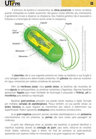 12
A estrutura da bactéria é característica da célula procarionte, é menos complexa
quando comparada ao modelo eucarionte; não possui núcleo definido, seu cromossomo
é geralmente circular e disperso no citoplasma. Seu material genético não é associado à
histonas e a transcrição do mesmo ocorre ainda no citoplasma.
[fonte:https://www.istockphoto.com/br/vetor/bactéria-
estrutura-da-célula-gm500462663-42919546]
O plasmídeo não é uma organela presente em todas as bactérias e sua função é
uma vantagem seletiva em determinados ambientes. Os grânulos são reservas insolúveis
em água, compostos por cadeias complexas de açúcares.
Além da membrana celular, e/ou parede celular, as bactérias são revestidas de
uma cápsula de polissacarídeos ou proteínas resistentes à fagocitose. Algumas bactérias
apresentam flagelos para maior facilidade de locomoção e propulsão; e fímbrias, pili ou
microfibrilas para adesão ou reprodução.
Bactérias gram-positivas possuem sua parede celular espessa e rígida, formada
por múltiplas camadas de peptideoglicana. Possui também, es sua parede celular, os
ácidos teicoicos os quais regulam os movimentos dos cátions e determinam sua
especificidade. Podem apresentar endósporos como resistência osmótica extra.
Já as gram-negativas possuem poucas camadas peptideoglicana e um periplasma
intermembranar rico em proteínas; as porinas são seus canais para passagem de
moléculas.
A partir das diferenças entre as paredes das bactérias, é possível identificar e
classificar bactérias através da coloração de gram; para tanto, utiliza-se os corantes
cristal violeta, safranina, lugol e álcool. Ao final do processo as gram-positivas
aparecerão com aspecto violeta no microscópio, e as gram-negativas em magenta.
 