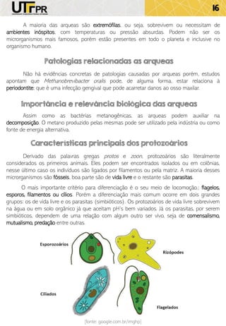 16
A maioria das arqueas são extremófilas, ou seja, sobrevivem ou necessitam de
ambientes inóspitos, com temperaturas ou pressão absurdas. Podem não ser os
microrganismos mais famosos, porém estão presentes em todo o planeta e inclusive no
organismo humano.
Patologias relacionadas as arqueas
Importância e relevância biológica das arqueas
Assim como as bactérias metanogênicas, as arqueas podem auxiliar na
decomposição. O metano produzido pelas mesmas pode ser utilizado pela indústria ou como
fonte de energia alternativa.
Não há evidências concretas de patologias causadas por arqueas porém, estudos
apontam que Methanobrevibacter oralis pode, de alguma forma, estar relaciona à
periodontite; que é uma infecção gengival que pode acarretar danos ao osso maxilar.
Características principais dos protozoários
Derivado das palavras gregas protos e zoon, protozoários são literalmente
considerados os primeiros animais. Eles podem ser encontrados isolados ou em colônias,
nesse último caso os indivíduos são ligados por filamentos ou pela matriz. A maioria desses
microrganismos são fósseis, boa parte são de vida livre e o restante são parasitas.
O mais importante critério para diferenciação é o seu meio de locomoção.; flagelos,
esporos, filamentos ou cílios. Porém a diferenciação mais comum ocorre em dois grandes
grupos: os de vida livre e os parasitas (simbióticos). Os protozoários de vida livre sobrevivem
na água ou em solo orgânico já que aceitam pH’s bem variados. Já os parasitas, por serem
simbióticos, dependem de uma relação com algum outro ser vivo, seja de comensalismo,
mutualismo, predação entre outras.
[fonte: google.com.br/imghp]
 