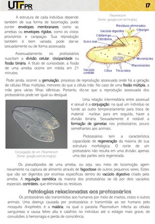 17
A estrutura de cada indivíduo depende
também de sua forma de locomoção, pode
conter envelopes membranares como as
amebas ou envelopes rígidos, como os cistos
provisórios e carapaças. Sua reprodução
também é bem variada; pode dar-se
sexuadamente ou de forma assexuada.
Pode ainda, ocorrer a gemulação; processo de reprodução assexuada onde há a geração
de células filhas múltiplas, menores do que a célula mãe. No caso de uma fissão múltipla, a
mãe gera várias filhas idênticas. Portanto, diz-se que a reprodução assexuada dos
protozoários pode ser igual ou desigual.
Uma relação intermediária entre assexual
e sexual é a conjugação; na qual um indivíduo se
funde ao outro temporariamente para troca de
material nuclear, para em seguida, haver a
divisão binária. Sexuadamente é notável a
formação de gametas nos protozoários, pouco
semelhantes aos animais.
Protozoários tem a característica
capacidade de regeneração da maioria de sua
estrutura morfológica. O corte de um
protozoário não resulta em uma divisão; apenas
uma das partes será regenerada.
Conjugação de um Paramecium
[fonte: google.com.br/imghp]
Os pseudópodos de uma ameba, ou seja, seu meio de locomoção, agem
novamente na captura de alimento através de fagocitose de outros pequenos seres. Estes
que vão ser digeridos por enzimas específicas dentro do vacúolo digestivo criado pela
ameba. A regulação osmótica da maioria dos protozoários se dá por dois vacúolos
especiais, contráteis, que eliminarão os resíduos.
Assexuadamente, os protozoários
suscitam a divisão celular, cissiparidade ou
fissão binária. A título de curiosidade, a fissão
de uma ameba ocorre em média em 21
minutos.
Paramecium
[fonte: google.com.br/imghp]
Patologias relacionadas aos protozoários
Os protozoários são transmitidos aos humanos por meio de insetos, cistos e outros
animais. Uma doença causada por protozoários e transmitida ao ser humano pelo
mosquito Anopheles, é a malária; na qual o parasita Plasmodium infecta as células
sanguíneas e causa febre alta e calafrios no indivíduo até o estágio mais grave, de
convulsões à hemorragia e perda de consciência.
 