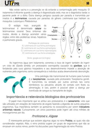 18
Não existe vacina e a prevenção se dá evitando a contaminação pelo mosquito. O
tratamento é eficiente quando a doença é diagnosticada cedo, mas se o diagnóstico tardar, o
paciente pode vir a óbito. Outra doença perigosa causada por parasita e transmitida por
insetos é a leishmaniose, causada por parasitas do gênero Leishmania que habitam os
mosquitos Lutzomya e Phlebotomus.
O estágio mais avançado da
leishmaniose é denominado calazar ou
leishmaniose visceral. Seus sintomas são
muitos, devido a doença acometer vários
órgãos; entre eles problemas renais, hepáticos
e pulmonares graves.
Morfologia da Leishmania:
A) Leishmania em sua forma promatigota;
B) Leishmania em sua forma epimastigota;
C) Leishmania em sua forma tripomastigota;
D) Leishmania em sua forma amastigota;
[fonte: google.com.br/imghp]
Ao ingerirmos água sem tratamento, corremos o risco de ingerir também de ingerir
um cisto de Giardia lamblia, um protozoário cosmopolita causador da giardíase, que é
fortalecido pelo suco gástrico hospedeiro e seu desenvolvimento impede a absorção de
nutrientes pelo organismo, como consequência o indivíduo acaba desenvolvendo desnutrição.
Uma patologia não transmissível de humano para humano
é a taxoplasmose, causada pelo protozoário Toxoplasma gondii.
É transmitido, na verdade, por outros animais tais como
domésticos ou pecuários através do contato com fezes ou
alimentação; é raro, porém é possível obter a doença por
transfusão de sangue ou transplante de órgão.
Importância e relevância biológica dos protozoários
O papel mais importante que se atribui aos protozoários é o saneamento, visto que
são utilizados em estações de tratamento de esgoto fazendo a digestão de outros pequenos
organismos. Sua importância também se apresenta no ecossistema por serem indicadores
ambientais naturais. Curiosamente, um único paramécio pode ingerir até cinco milhões de
microrganismos por dia.
Protozoa x Algae
É interessante pontuar que existem algumas algas no reino Protista, as quais não são
consideradas vegetais. Aliás, o reino protista sugere um grupo de organismos que não se
encaixam em outros reinos, porém há discussões para fragmentação do reino Protista.
 