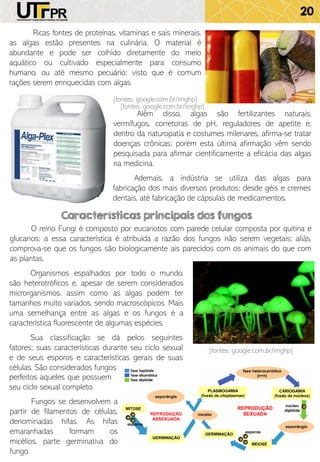 20
Ricas fontes de proteínas, vitaminas e sais minerais,
as algas estão presentes na culinária. O material é
abundante e pode ser colhido diretamente do meio
aquático ou cultivado especialmente para consumo
humano, ou até mesmo pecuário; visto que é comum
rações serem enriquecidas com algas.
Além disso, algas são fertilizantes naturais,
vermífugos, corretoras de pH, reguladores de apetite e,
dentro da naturopatia e costumes milenares, afirma-se tratar
doenças crônicas; porém esta última afirmação vêm sendo
pesquisada para afirmar cientificamente a eficácia das algas
na medicina.
Ademais, a indústria se utiliza das algas para
fabricação dos mais diversos produtos; desde géis e cremes
dentais, até fabricação de cápsulas de medicamentos.
[fontes: google.com.br/imghp]
Características principais dos fungos
O reino Fungi é composto por eucariotos com parede celular composta por quitina e
glucanos; a essa característica é atribuída a razão dos fungos não serem vegetais; aliás,
comprova-se que os fungos são biologicamente ais parecidos com os animais do que com
as plantas.
Organismos espalhados por todo o mundo,
são heterotróficos e, apesar de serem considerados
microrganismos, assim como as algas podem ter
tamanhos muito variados, sendo macroscópicos. Mais
uma semelhança entre as algas e os fungos é a
característica fluorescente de algumas espécies.
Sua classificação se dá pelos seguintes
fatores; suas características durante seu ciclo sexual
e de seus esporos e características gerais de suas
células. São considerados fungos
[fontes: google.com.br/imghp]
[fontes: google.com.br/imghp]
perfeitos aqueles que possuem
seu ciclo sexual completo.
Fungos se desenvolvem a
partir de filamentos de células,
denominadas hifas. As hifas
emaranhadas formam os
micélios, parte germinativa do
fungo.
 