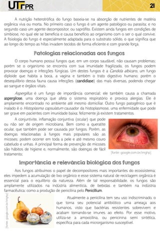 21
A nutrição heterotrófica do fungo baseia-se na absorção de nutrientes de matéria
orgânica viva ou morta. No primeiro caso o fungo é um agente patológico ou parasita; e no
segundo caso um agente decompositor, ou saprófito. Existem ainda fungos em condições de
simbiose, no qual ele se beneficia e causa benefício ao organismo com o ser o qual convive.
A fisiologia do fungo é especialmente adaptada para o substrato sólido, o que significa que
ao longo do tempo as hifas invadem tecidos de forma eficiente e com grande força.
O corpo humano possui fungos que, em um corpo saudável, não causam problemas;
porém se o organismo se encontra com sua imunidade fragilizada, os fungos podem
provocar doenças e infecções fúngicas. Um destes fungos é a Candida albicans, um fungo
diploide que habita a boca, a vagina e também o trato digestivo humano; porém o
desequilíbrio dessa fauna causa infecções (candidíase) das mais diversas, podendo chegar
ao sangue e órgãos vitais.
Patologias relacionadas aos fungos
Aspergillus é um fungo de importância comercial; ele também causa a chamada
aspergilose, uma doença que afeta o sistema respiratório e provoca alergias. Ele é
amplamente encontrado no ambiente até mesmo domiciliar. Outro fungo patogênico que é
inalado é o Histoplasma capsulatum causador da histoplasmose, uma enfermidade que pode
ser grave em pacientes com imunidade baixa; felizmente já existem tratamentos.
A conjuntivite, inflamação conjuntiva (ocular) que pode
ou não ser de origem microbiana. Bem como a queratite
ocular, que também pode ser causada por fungos. Porém, as
doenças relacionadas à fungos mais populares são as
micoses; podem ocorrer em toda a pele e até mesmo couro
cabeludo e unhas. A principal forma de prevenção de micoses
são hábitos de higiene e, normalmente, são doenças de fácil
tratamento; [fonte: google.com.br/imghp]
Importância e relevância biológica dos fungos
Aos fungos atribuímos o papel de decompositores mais importantes do ecossistema;
eles impedem a acumulação de lixo orgânico e esse sistema natural de reciclagem orgânica é
essencial para o equilíbrio da natureza. Além de tal responsabilidade, os fungos são
amplamente utilizados na indústria alimentícia, de bebidas e também na indústria
farmacêutica; como a produção de penicilina pelo Penicillium.
Atualmente a penicilina tem seu uso indiscriminado, o
que torna seu potencial antibiótico uma ameaça aos
humanos, visto que bactérias resistentes sobrevivem e
acabam tornando-se imunes ao efeito. Por esse motivo,
utiliza-se a amoxicilina, ou penicinina semi sintética,
específica para cada microrganismo susceptível.
[fonte:google.com.br/imghp]
 
