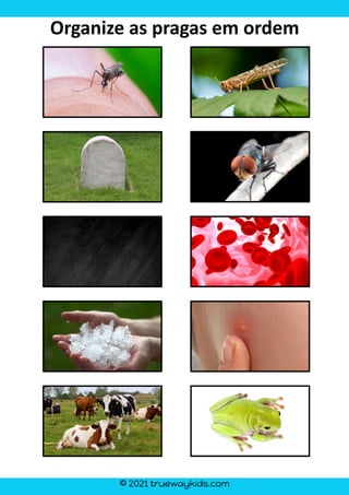 © 2021 truewaykids.com
Organize as pragas em ordem
 