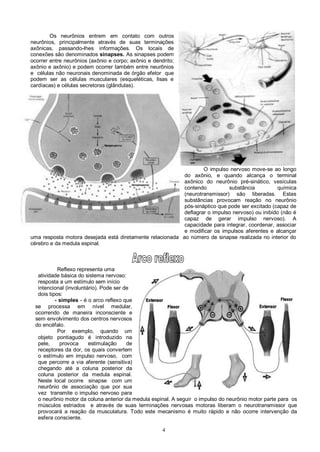 4
Os neurônios entrem em contato com outros
neurônios, principalmente através de suas terminações
axônicas, passando-lhes informações. Os locais de
conexões são denominados sinapses. As sinapses podem
ocorrer entre neurônios (axônio e corpo; axônio e dendrito;
axônio e axônio) e podem ocorrer também entre neurônios
e células não neuronais denominada de órgão efetor que
podem ser as células musculares (esqueléticas, lisas e
cardíacas) e células secretoras (glândulas).
O impulso nervoso move-se ao longo
do axônio, e quando alcança o terminal
axônico do neurônio pré-sinático, vesículas
contendo substância química
(neurotransmissor) são liberadas. Estas
substâncias provocam reação no neurônio
pós-sináptico que pode ser excitado (capaz de
deflagrar o impulso nervoso) ou inibido (não é
capaz de gerar impulso nervoso). A
capacidade para integrar, coordenar, associar
e modificar os impulsos aferentes e alcançar
uma resposta motora desejada está diretamente relacionada ao número de sinapse realizada no interior do
cérebro e da medula espinal.
Reflexo representa uma
atividade básica do sistema nervoso:
resposta a um estímulo sem início
intencional (involuntário). Pode ser de
dois tipos:
- simples - é o arco reflexo que
se processa em nível medular,
ocorrendo de maneira inconsciente e
sem envolvimento dos centros nervosos
do encéfalo.
Por exemplo, quando um
objeto pontiagudo é introduzido na
pele, provoca estimulação de
receptores da dor, os quais convertem
o estímulo em impulso nervoso, com
que percorre a via aferente (sensitiva)
chegando até a coluna posterior da
coluna posterior da medula espinal.
Neste local ocorre sinapse com um
neurônio de associação que por sua
vez transmite o impulso nervoso para
o neurônio motor da coluna anterior da medula espinal. A seguir o impulso do neurônio motor parte para os
músculos estriados e através de suas terminações nervosas motoras liberam o neurotransmissor que
provocará a reação da musculatura. Todo este mecanismo é muito rápido e não ocorre intervenção da
esfera consciente.
 
