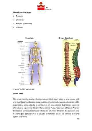 47
Vias aéreas inferiores:
➢ Traquéia
➢ Brônquios
➢ Alvéolos pulmonares
➢ Pulmões
Esqueleto Ossos da coluna
5.3 - NOÇÕES BÁSICAS
Sinais Vitais
São sinais inerentes a cada indivíduo, nos permitindo assim saber se uma pessoa está
viva (quando apresenta estes sinais) ou possivelmente morta (quando estes sinais estão
ausentes) ou ainda, através de verificações em seus valores, diagnosticar possíveis
alterações no organismo. São eles: Temperatura, Pulso, Respiração e Pressão Arterial.
Em caso de primeiros socorros os valores são um pouco diferentes dos aplicados pela
medicina, pois consideram-se a situação e momento, aliados ao estresse e trauma
sofrido pela vítima.
 