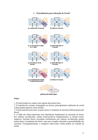 21
· Procedimento para coloração de Gram5
.
Notas:
1. O etanol poderá ser usado como agente descorante fraco.
2. O material dos corantes empregados na técnica, principalmente sedimento do cristal
violeta poderá aparecer como artefato.
3. O descoramento para mais ou para menos é resultante de incorreta diferenciação pelo
álcool.
4. A idade da cultura bacteriana tem importância fundamental na coloração de Gram.
Em culturas envelhecidas, células Gram-positivas freqüentemente se tornam Gram-
negativas. Enzimas líticas excretadas normalmente por culturas envelhecidas podem
causar danos à membrana da célula, como por exemplo, alterando a permeabilidade dos
solventes. Conseqüentemente, o complexo iodo-cristal violeta poderá ser retirado da
célula.
 