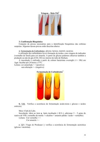 38
Triagem – Meio TSI7
3. Confirmação Bioquímica
Conjunto de provas necessárias para a identificação bioquímica das colônias
suspeitas. Algumas dessas provas estão descritas abaixo:
a. Fermentação de Carboidratos: glicose, lactose, manitol, sacarose.
A utilização dos carboidratos leva à formação de ácidos, com viragem do indicador
(vermelho de fenol) para cor amarela. A partir da glicose podemos observar também a
produção ou não de gás (CO2, H2) no interior do tubo de Durham.
A inoculação é realizada a partir de cultura bacteriana overnight (+/- 18h) em
Agar. Incubar por 24 horas a 37ºC.
Leitura: cor amarelada = + (positivo)
sem alteração = - (negativo)
Fermentação de Carboidratos7
b. VM: Verifica a ocorrência de fermentação ácido-mista ( glicose→ ácidos
estáveis).
Meio: Clark & Lubs.
Inoculação: idem ao item a. Após incubação ( 48 h ), adicionar 3 – 5 gotas do
reativo de VM ( vermelho de metila → alcalino = amarelo pálido / ácido = vermelho).
Leitura: Cor vermelha = +
Cor amarela = -
c. VP ( Voges & Proskauer ): verifica a ocorrência de fermentação acetoínica
(glicose→acetoína).
 