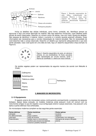 Prof. Adriana Salamoni Página Morfologia Vegetal - P4
Inclua os detalhes das células individuais, como forma, conteúdo, etc. Identifique sempre as
estruturas e faça uma breve descrição do material. Não faça desenhos minúsculos, cujos detalhes serão
difíceis de serem observados. Desenhe um número menor de células, mas com maior riqueza de detalhes.
Não esqueça de identificar o material, indicar o aumento e o corante (quando possível) utilizados. Estas
informações são necessárias para a correta interpretação do material estudado. Não há necessidade de
você desenhar todo o campo observado. Desenhe um detalhe que represente adequadamente o que está
sendo estudado. Caso você queira ter uma idéia do todo, faça um desenho esquemático (Veja exemplo na
Figura 2).
Os tecidos vegetais podem ser representados da seguinte maneira (de acordo com Metcalfe &
Chalk):
3. MANUSEIO DO MICROSCÓPIO:
3.1 O Equipamento
O aspecto externo do microscópio evoluiu continuamente acompanhando o progresso da pesquisa
biológica. Apesar dessa evolução, os modelos modernos ainda possuem muito em comum com os
instrumentos antigos no que diz respeito a sua configuração exterior e peças essenciais, mas possuem uma
óptica e partes elétricas mais sofisticadas.
Os microscópios modernos compõem-se das seguintes partes essenciais:
Partes elétricas Partes mecânicas Partes ópticas
Lâmpada Base oculares
Fio elétrico/tomada braço e platina objetivas
Interruptor tubos de encaixe condensador com diafragma
Potenciômetro botões macro e micrométricos diafragma de campo e lâmpada
revólver para encaixe de objetivas prisma
Charriot e presilha mecânica
Figura 2. Desenho esquemático do caule, em estrutura
primária, de uma dicotiledônea. Os feixes vasculares
estão representados por círculos menores, sendo o
floema por pontilhado e o xilema por traços verticais.
Figura 1. Desenho esquemático de
uma folha, evidenciando um
estômato. Observe o traço mais
espesso da camada abaixo da
epiderme, denominada hipoderme
(neste caso!).
Câmara sub-estomática
Parênquima paliçádico
Estômato
cutícula
Epiderme
Hipoderme
Parênquima
Epiderme
Colênquima
Esclerênquima
Felema ou súber
Xilema
Floema
 