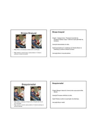 Bíceps Braquial
• Pcte: sentado, com antebraço em flexão de 90º e SUPINAÇÃO.
• Fisio: estabiliza o cotovelo (braço) e aplica pressão no 1/3 distal do
antebraço no sentido da extensão.
Bíceps braquial
Origem : Cabeça Curta - Processo coracóide da
escápula;Cabeça Longa -Tubérculo supra glenoidal da
escápula.
Inserção:tuberosidade do rádio.
Ação:Supinação(com o antebraço em flexão),flexão do
antebraço,e auxilia na flexão do braço.
Inervação:Nervo musculocutâneo.
Braquiorradial
• Pcte: sentado, c/ antebraço em flexão de 90º e POSIÇÃO NEUTRA de
prono-supunação.
• Fisio: estabiliza o cotovelo e aplica pressão no 1/3 distal do antebraço no
sentido da extensão.
Braquiorradial
Origem:Margem lateral do úmero(crista supra-epicondilar
lateral)
Inserção:Processo estilóide do rádio.
Ação:Flexão,e auxilia na supinação do antebraço.
Inervação:Nervo radial.
 